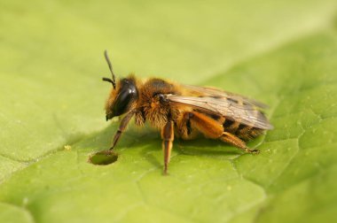 Yeşil bir yaprağın üzerinde oturan dişi, sarı bacaklı maden arısı Andrena Flavipes 'in doğal yakın çekimi.