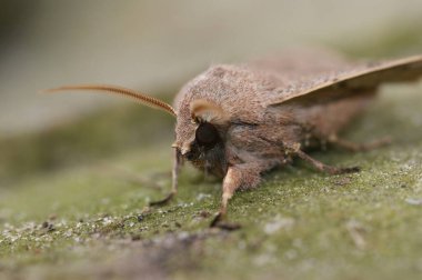 Orthosia serasisi tahtada oturan baykuş güvesi hakkında detaylı bilgi.