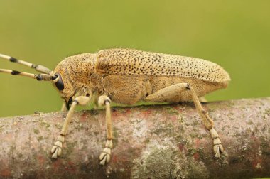 Kavak Uzun Boynuzlu Böcek, Saperda Carcharias 'ın ağaç gövdesinde doğal dikey görüntüsü.