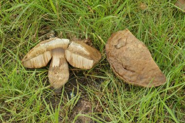 Slate Bolete mantarının doğal yakın çekimi, Leccinum duriusculum çimlerde homurdanıyor.