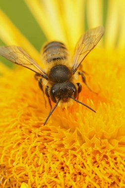 Patchwork yapraklı bir arı üzerinde doğal dikey yakın plan, Megachile centuncularis bahçede sarı bir Inula çiçeği üzerinde
