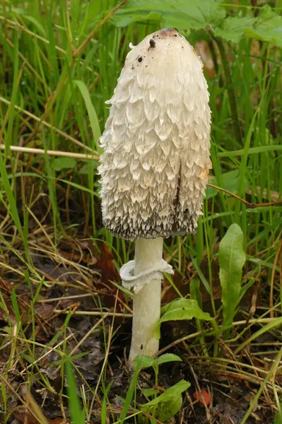 Natural vertical closeup on a Lawyer\'s Wig, Shaggy Inkcap mushroom, Coprinus comatus