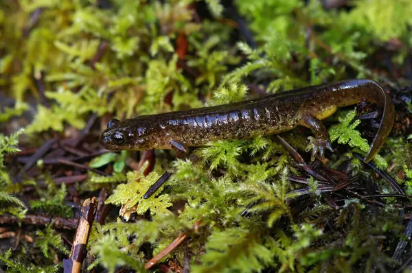 stock image Natural closeup on a male of the rare and endangered Southern torrent salamander, Rhyacotriton variegatus sitting on green moss