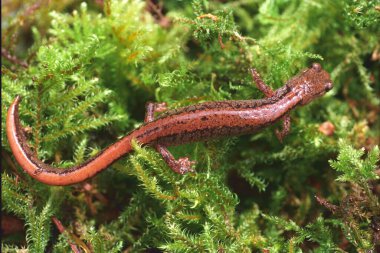 Nadir bulunan ve korunan Larch Dağı semenderi Plethodon larselli 'yi Kolombiya nehir geçidine yakın çekim, Oregon