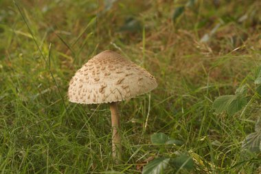 Güneş şemsiyesi mantarı, Macrolepiota ya da Lepiota procera 'nın doğal dikey yakın çekimi.