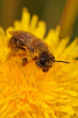 Sarı bir karahindiba çiçeği olan Taraxacum officinale üzerindeki erkek maden arısı Andrena 'nın doğal dikey görüntüsü.