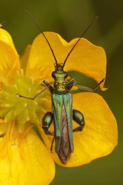 Metalik yeşil sahte ya da kalın bacaklı çiçek böceği Oedemera nobilis 'in sarı bir çiçeğe doğal dikey yakın çekimi