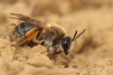 Yerdeki dişi, gri, gasterli maden arısı Andrena Tibialis 'in doğal yakın çekimi.