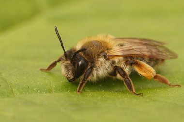 Doğal olarak, yeşil bir yaprağın üzerinde oturan dişi, gri, gasterli maden arısı Andrena tibialis 'e yakın plan.