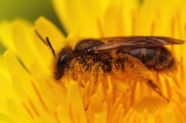 Doğal olarak dişi bir Catsear maden arısı, Andrena 'yı küçük düşürür, sarı bir karahindiba çiçeğinin üzerinde oturur.