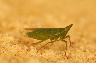 Avrupa 'nın garip yeşil fener sineği DictyoPhara europaea' nın doğal yakın çekimi.