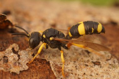 Süslü kuyruklu kazıcı eşekarısı Cerceris Rybyensis 'in doğal yakın çekimi.
