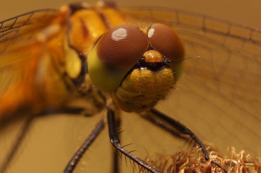 Ruddy Dartter yusufçuğuna doğal olarak yakın plan, yeşil bulanık arka plana karşı Sympetrum sanguineum