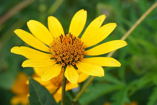 Sarı çiçekli bir bataklık ayçiçeğinin üzerinde renkli bir yakın plan, Helianthus angustifolius, bahçede.