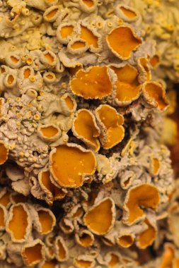 Sarı bir deniz patlayan liken üzerinde doğal bir yakın çekim, Xanthoria parietina bir dal üzerinde homurdanıyor