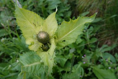 Gelişmekte olan bir lahana ya da Sibirya devedikeni olan Cirsium oleraceum 'un doğal yakın plan fotoğrafı.
