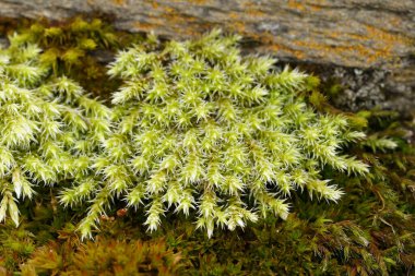 Nadir bulunan kum tepecikli yosunların doğal yakın çekimi, Racomitrium canescens