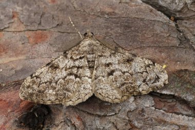 Tüylü Güzellik Geometri Güvesi 'nin detaylı görüntüsü Peribatodes' un odunlukta oturması.