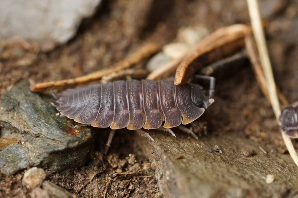 Gri renkli Ratzeburg 'un Woodbit' i Trachelipus Ratzeburgii 'nin orman zemininde otururken doğal olarak yakın plan çekimi.