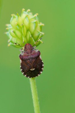 Parazit kahverengi bir böceğin doğal dikey görüntüsü, Dyroderes umbraculatus 'un ev sahibi bitkisi.