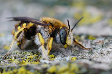 Çok sayıda Woolcarder arısı, Anthidium loti, ahşap üzerinde oturuyor.