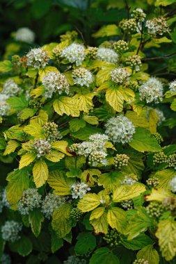 Beyaz çiçekli, doğal bir yakın plan dokuz kabuklu, Physocarpus opulifolius