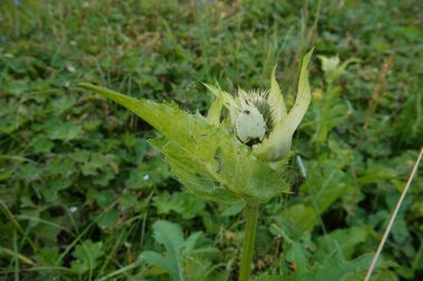 Gelişmekte olan bir lahana ya da Sibirya devedikeni olan Cirsium oleraceum 'un doğal yakın plan fotoğrafı.