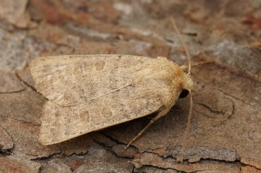Vine 'ın Rustik baykuş güvesi Hoplodrina ambigua' nın ahşap üzerinde detaylı görüntüsü.