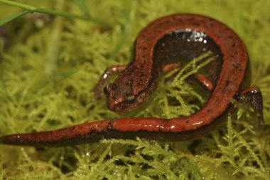 Batılı kırmızı semender Plethodon aracının parlak kırmızı formuna yaklaş.