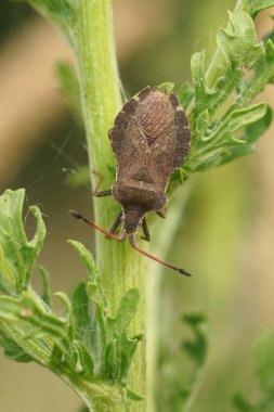Bir kalkan böceğinin doğal yakın çekimi, Enoplops scapha, yeşil bir yaprağın üzerinde ısınıyor.