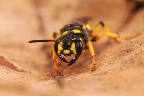 Detailed closeup on a Sand Tailed Digger Wasp , Cerceris arenaria sitting on a dried leaf