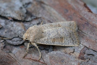 Vine 'ın Rustik baykuş güvesi Hoplodrina ambigua' nın ahşap üzerinde detaylı görüntüsü.
