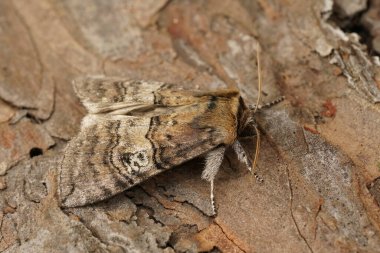Seksen baykuş güvesi figürünün doğal detaylı görüntüsü. Tethea ocularis tahtada oturuyor.