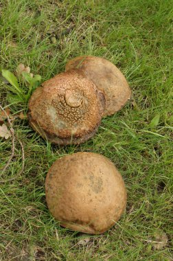 Slate Bolete mantarının doğal yakın çekimi, Leccinum duriusculum çimlerde homurdanıyor.