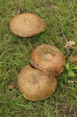 Slate Bolete mantarının doğal yakın çekimi, Leccinum duriusculum çimlerde homurdanıyor.