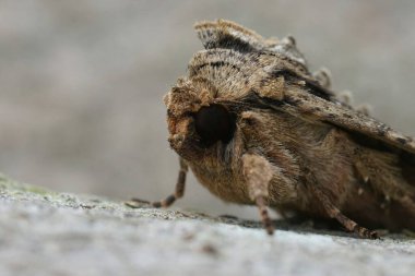 Koyu kemerli baykuş güvesinin detaylı yüz görüntüsü, Apamea monoglypha, bahçede tahtada oturuyor.