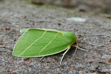 Renkli, yeşil, Gümüş çizgili baykuş güvesinin detaylı görüntüsü. Bena bicolorana tahtada oturuyor