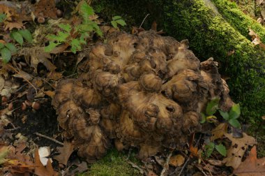 Kahverengi, yenebilir ormanın tavuğu ya da maitake mantarı Grifola frondosa 'nın doğal yakın çekimi.