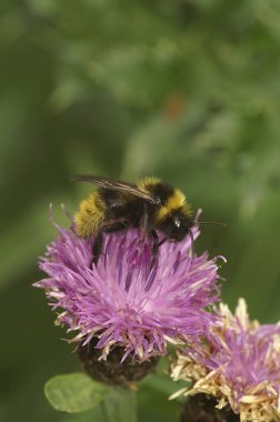 Bir kleptoparazit tarlasında doğal yakın plan guguk kuşu, bir dal üzerinde oturan Bombus kampüsü