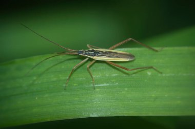 Avrupa 'da bir otlak böceği olan Notostira elongata' ya yakın plan.