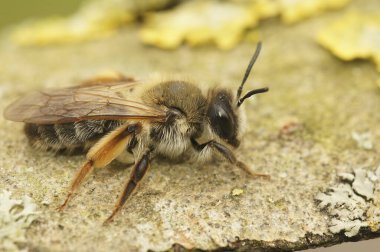 Gri gagalı maden arısı Andrena Tibialis 'in tipik kırmızı arka bacağıyla renkli dişisinin detaylı görüntüsü.