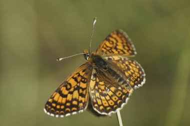 Açık kanatlı, renkli bir Akdeniz Glanville Fritillary, Melitaea Cinxia 'ya yakın plan.