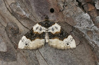 Güzel bantlı bir geometre güvesinin doğal yakın çekimi, mor bar, ahşap üzerinde oturan Cosmorhoe ocellata