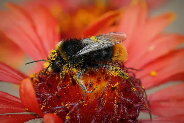 Natural closeup on a red-tailed bumblebee, Bombus lapidarius with yellow pollen on a bright red Gallardia flower