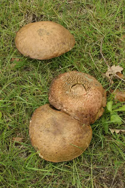 Slate Bolete mantarının doğal yakın çekimi, Leccinum duriusculum çimlerde homurdanıyor.