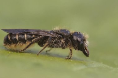 Büyük ya da uykulu makas arısı Chelostoma Florisomne 'un dişisine yakın plan.