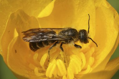 Erkek, büyük bir sciccor arı, Chelostoma Florisomne 'un ev sahibinin üzerinde sarı bir düğün çiçeği var.
