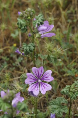 Açık mor çiçeğe doğal olarak yakın çekim. Sıradan yaban çiçeği bitkisinin.,