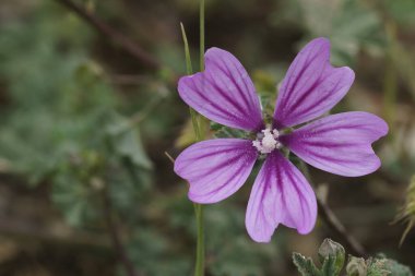 Mor çiçeğin açık rengine doğal olarak yakın çekim.,