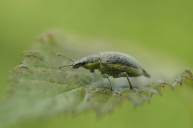 Sarı bantlı yaprak bitine, Chlorophanus Viridis 'e, yeşil bir yaprağın üzerinde otururken doğal seçici odaklanma.